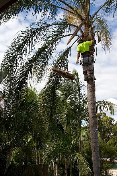 Cutting Down a Tree 1