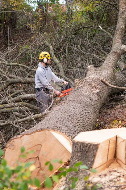 Cutting Down a Tree