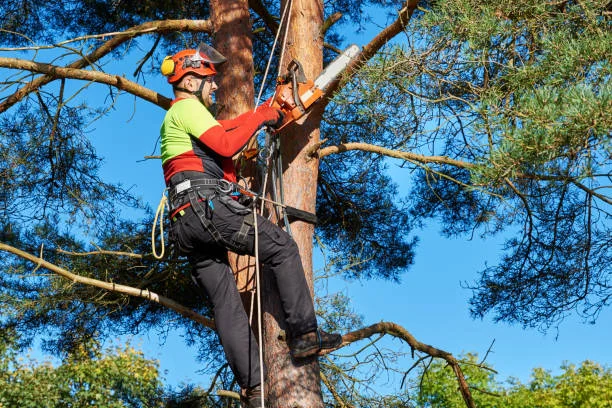 Shrub Cutting Trimming Services That Are Specialized