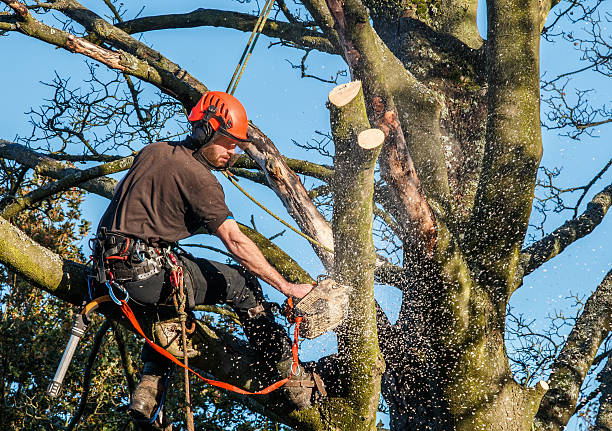 Tree cutting