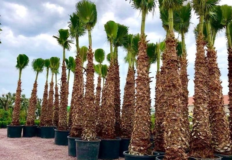 choosing the right palm tree