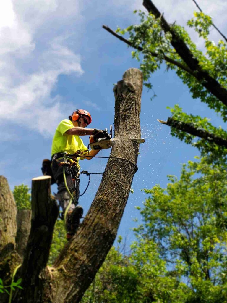 bell tree removal