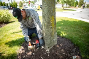 tree care bell