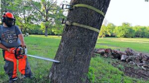 tree cutting