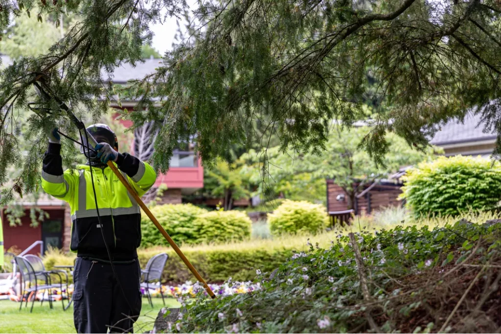 tree management