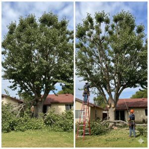 tree trimming near me bell
