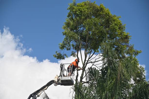 commercial tree care bell ca