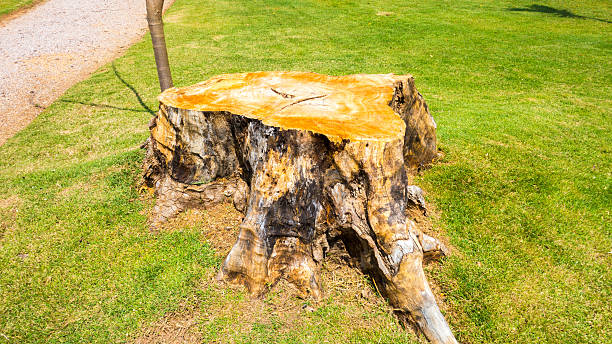 stump removal bell ca