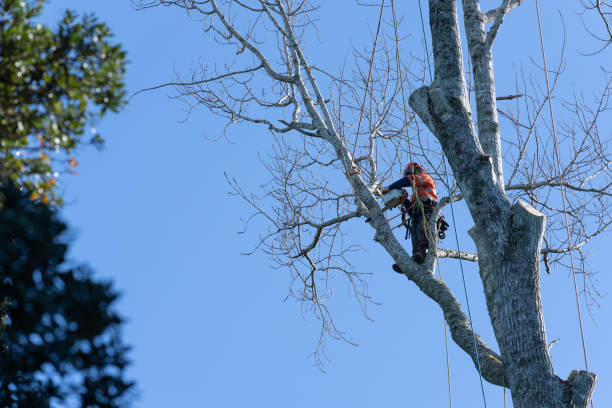 tree pruning bell ca
