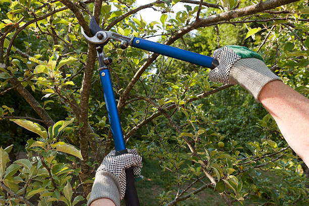 tree pruning bell ca