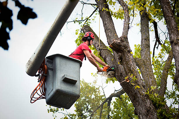 tree trimming bell ca