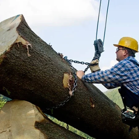 tree service